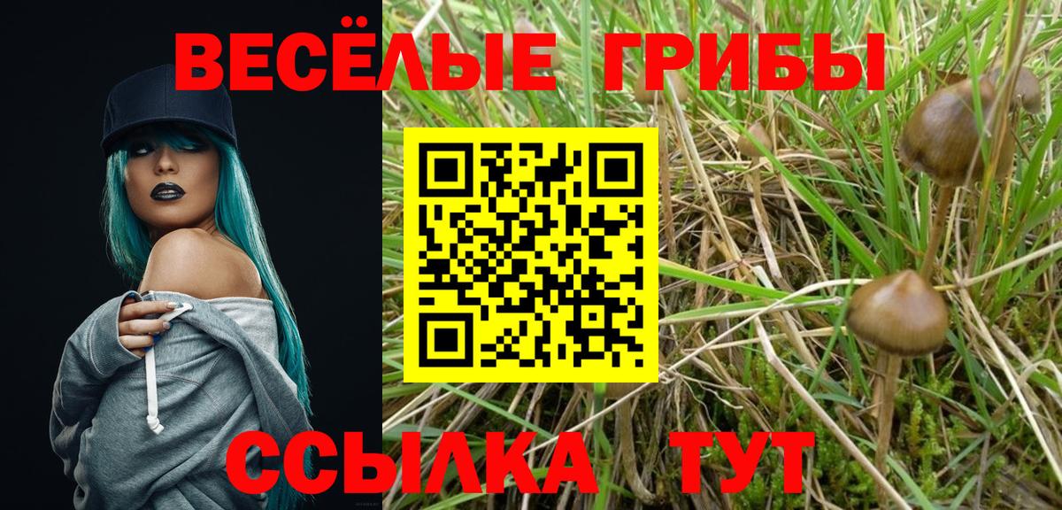 Псилоцибиновые грибы Psilocybine cubensis  Вход с VPN  Апрелевка 